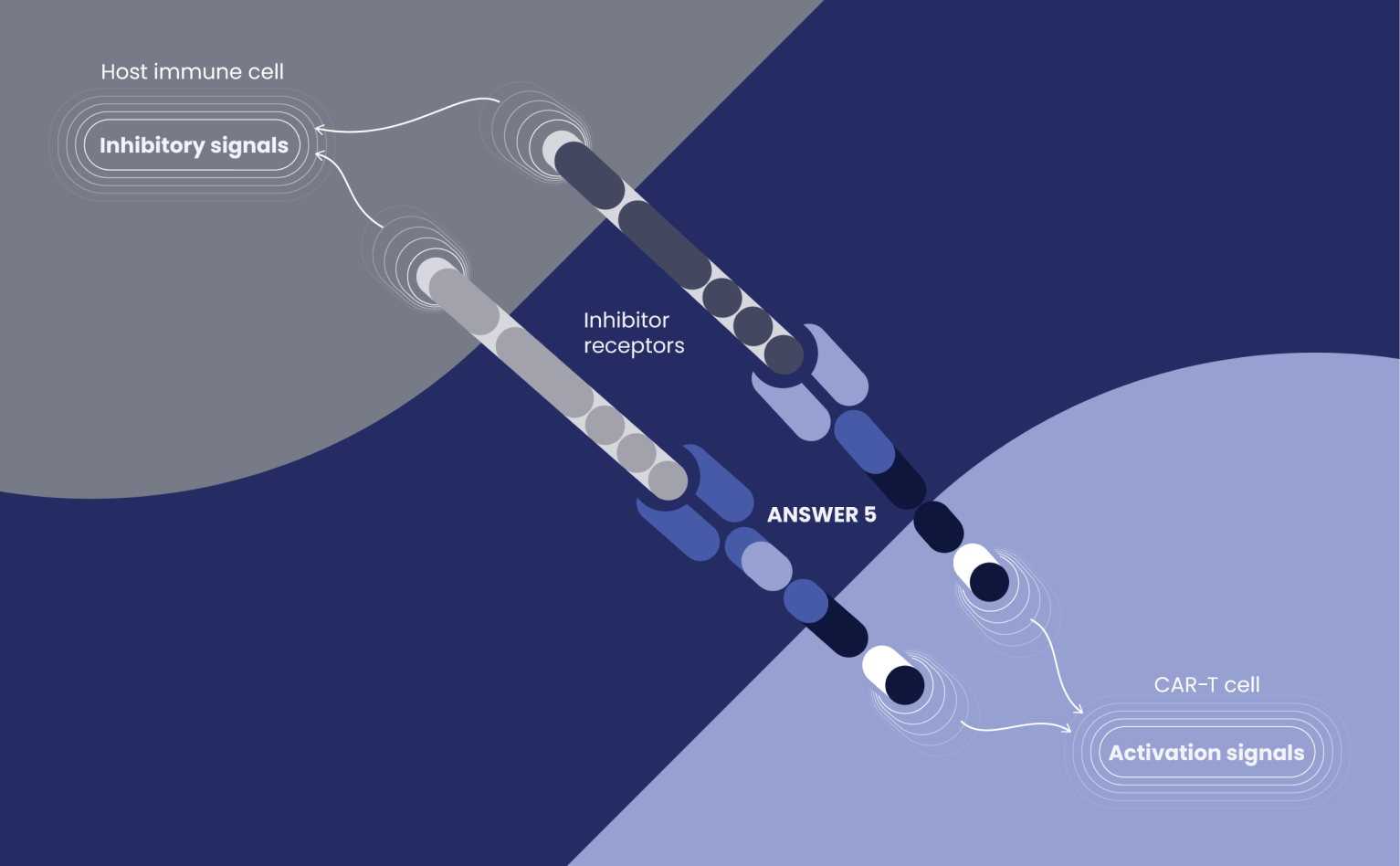 Imviva Official Website Development